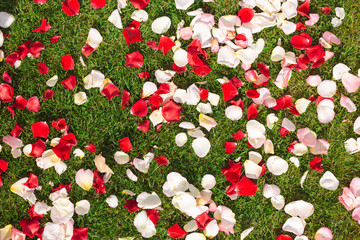 Top view flatlay photography of colourful red, white and pik petals of roses flowers laying outdoor on green grass. Abstract floral photo background.
