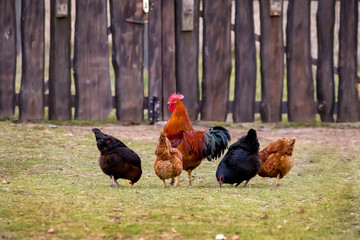 Rooster and hens are walking.