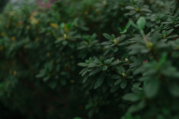 dark green texture of leaves and grass