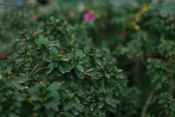 green texture of leaves and grass