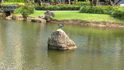 Fototapeta na wymiar Garden pond with a black egret perched on top of a rock.