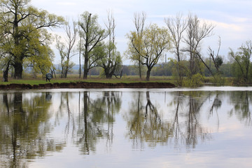 Fototapeta na wymiar reflection of trees in the river
