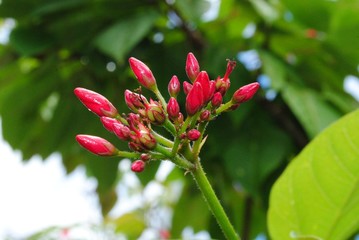 Bunchof red flower buds in a garden, blurred background