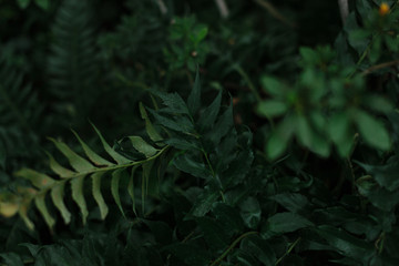 Naklejka na ściany i meble dark green texture of leaves and grass