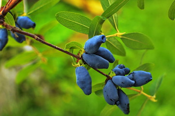 Blue honeysuckle branch in summer garden.