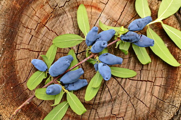 Blue honeysuckle branch in summer garden.
