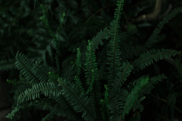 Fototapeta na wymiar dark green texture of leaves and grass