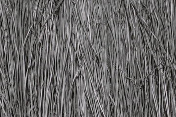 Closeup view of texture of organic material made of dry plants. Abstract black and white photo background.