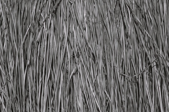 Closeup view of texture of organic material made of dry plants. Abstract black and white photo background.