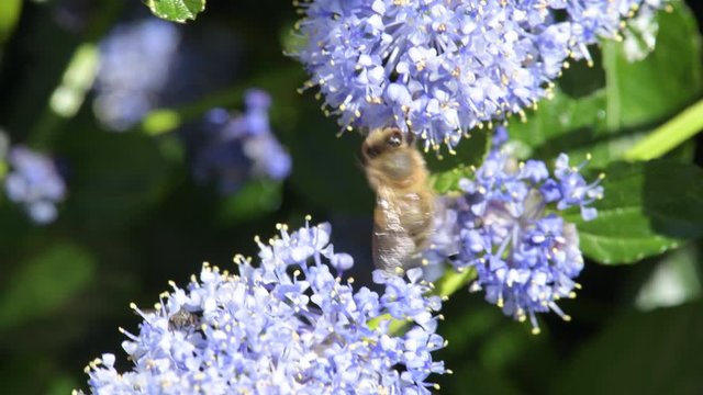Bee pollinating blue flowers in a garden