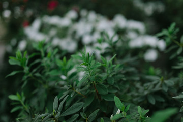 green texture of leaves and grass