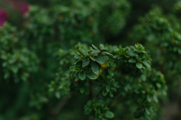 dark green texture of leaves and grass