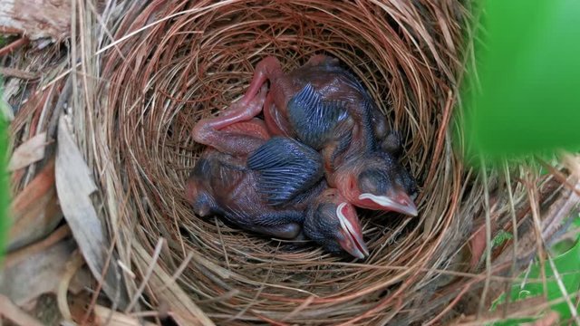 Two baby birds sleep in a nest.