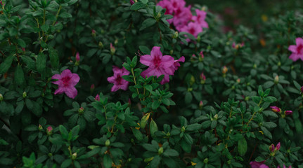 flowers in the garden in spring