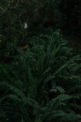 dark green texture of leaves and grass