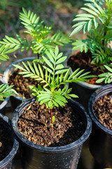 young marigold plant tree in black plastic pot the nursery outdoors