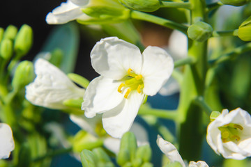 Close up of Chinese kale flowers in garden. nature background