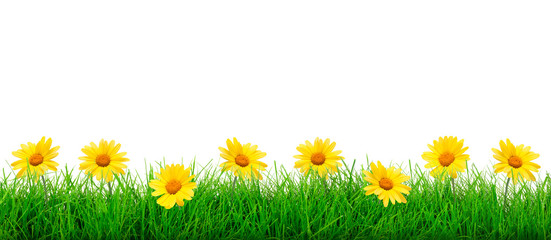 Wide natural flowers and green grass meadow on a white background in close-up with copy space for your advertisement