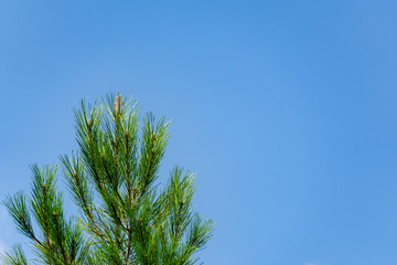 Vertical branches with long needles of pine Pitsunda Pinus brutia pityusa against tblue sky. Close-up. Magical theme for New Year and Christmas. There is place for text.