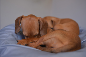 Two dachshund dogs are sleepy, cute dog photography.