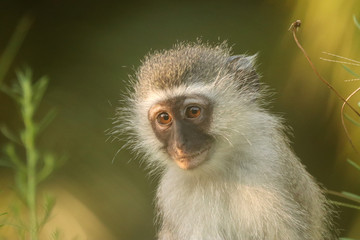 Vervet Monkey