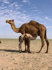 Camel Feeding Calf At Desert Against Blue Sky