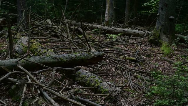 Fallen and broken tree trunks left to rot on forest floor