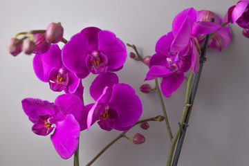 Close up of orchid flowers.