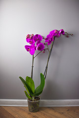 Orchid flower, close up of big flowers, strong violet colour.