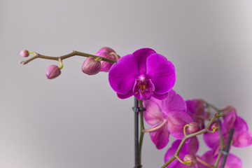 Orchid flower, close up of big flowers, strong violet colour.