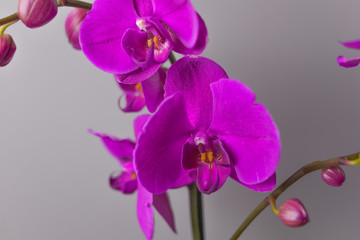 Orchid flower, close up of big flowers, strong violet colour.