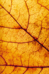 Orange Leaves Macro Texture Background. Abstract pattern for design. Copy space - surface concept for text. Autumn Skeleton