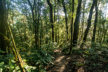 Rainforest in Doi Inthanon National Park , Thailand