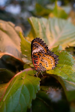 mariposa en oja verde