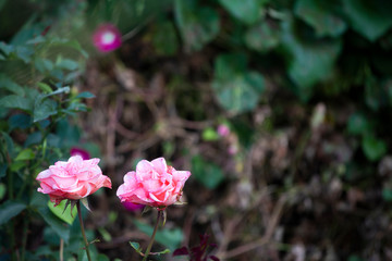 Natural background. Two beautiful pink roses