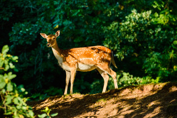A young dotted deer stands and watches at the edge of the forest.