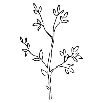 Young bush with leaves. Vector illustration of a spring bush. Hand drawn doodle young tree in spring.