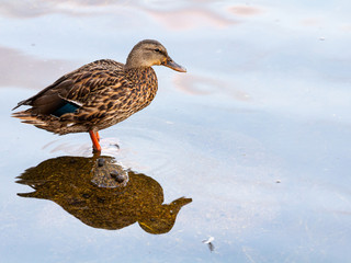 One mallard duck perched on a rock close to the shore at dawn in Mahone Bay, Nova Scotia.