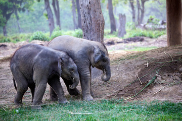 Two baby elephants in Nepal national park
