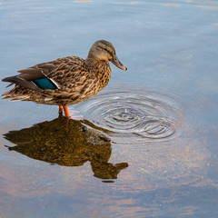 One mallard duck perched on a rock  in Mahone Bay, with water dripping from his beak making ripples in the water.