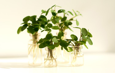 green plants in small glass jars. close up on a white background.