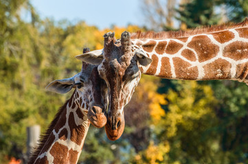 Two giraffes rub their heads on a sunny summer day.