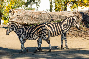 Fototapeta na wymiar Two zebras with black stripes are standing on the sand in front of a fallen tree.