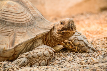 A turtle rests on a stony beach.