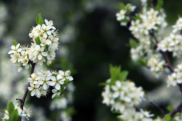 bird cherry blossoms