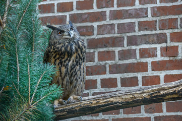 The large Eurasian Eagle Owl with brown thick plumage sits motionless on a branch.
