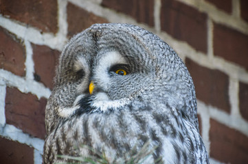 The large gray owl with thick gray plumage sits motionless.