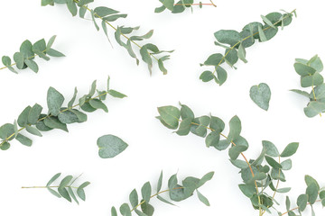 Floral pattern with eucalyptus branches and leaves on white background. Flat lay