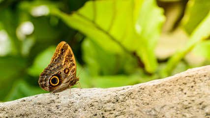 Caligo beltrao, A small butterfly with colorful wings sits on the stone.