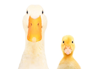 Duck and a duckling, closeup, isolated on white background